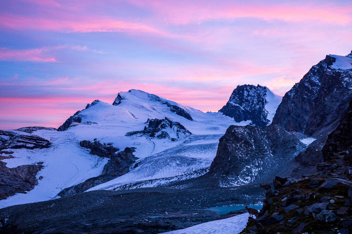 Hiking the Tour of Monte Rosa - Route Photos - Ibex grazing under rosy light at dusk from the Britanniahütte, with the Strahlhorn (left) and Rimpfischhorn (centre-right)