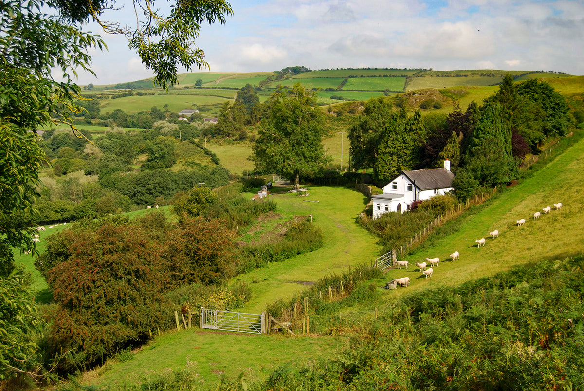 Offa's Dyke Path - Route Photos - Brynorgan cottage and the line of the Dyke on Llanfair Hill