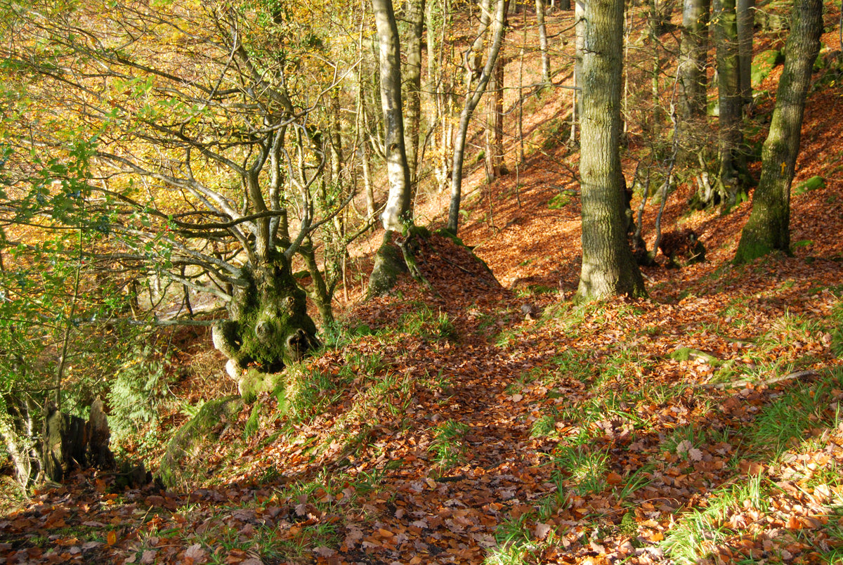 15 Short Walks in the Forest of Dean - Route Photos - Autumn above Near Hearkening Rock