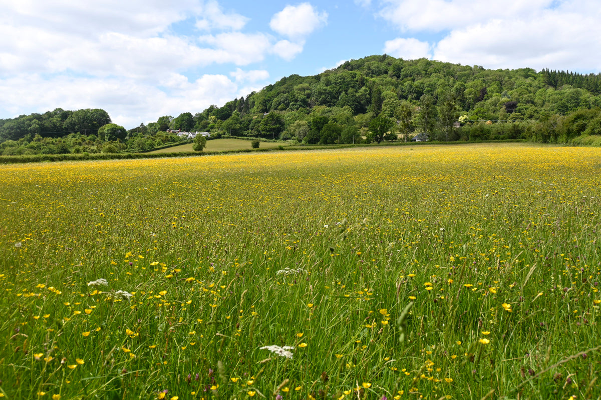 15 Short Walks in the Wye Valley - Route Photos - Wildflower meadows below Backbury Hill