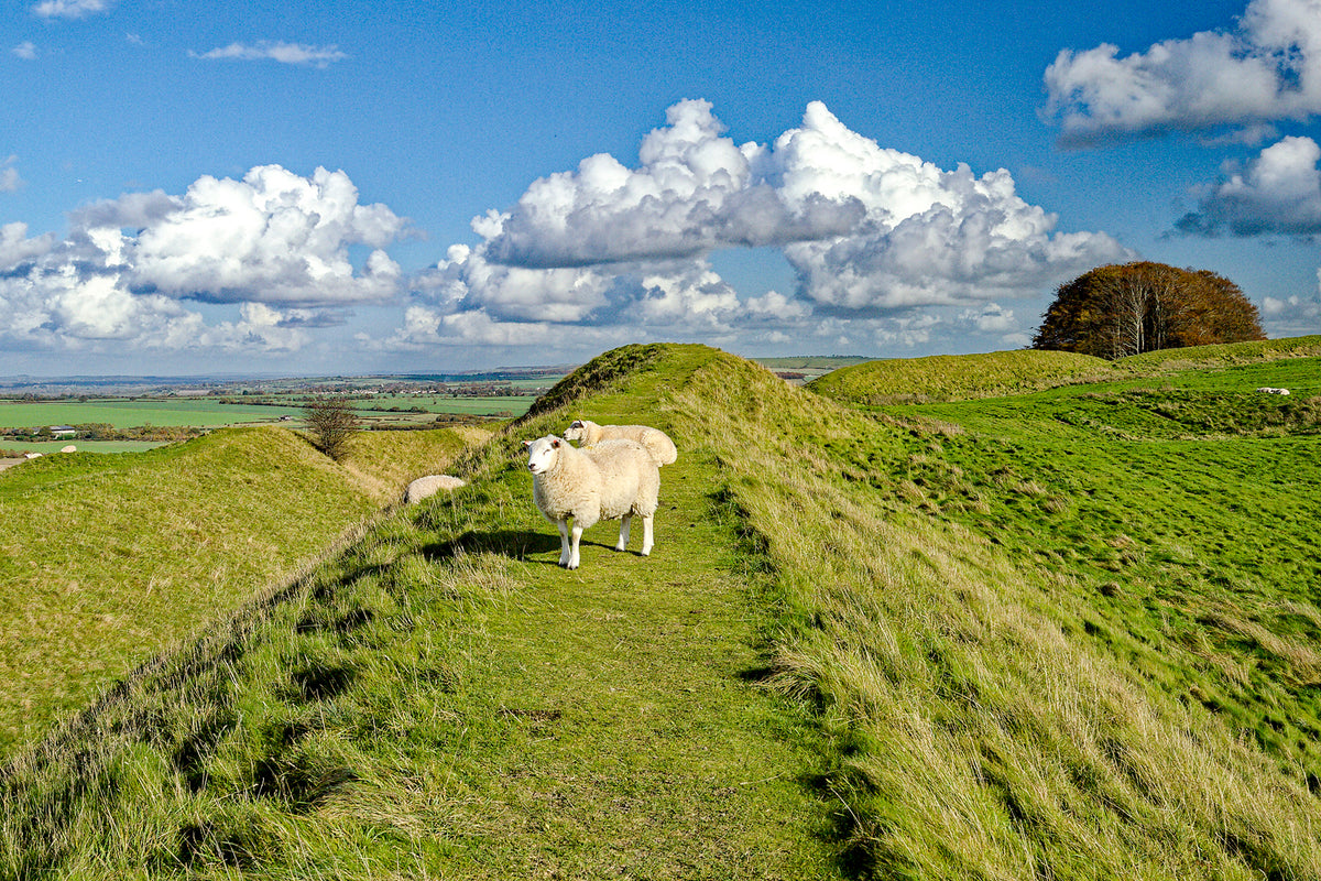 The Ridgeway National Trail - Route Photos - The earthworks of Barbury Castle Iron Age hill fort