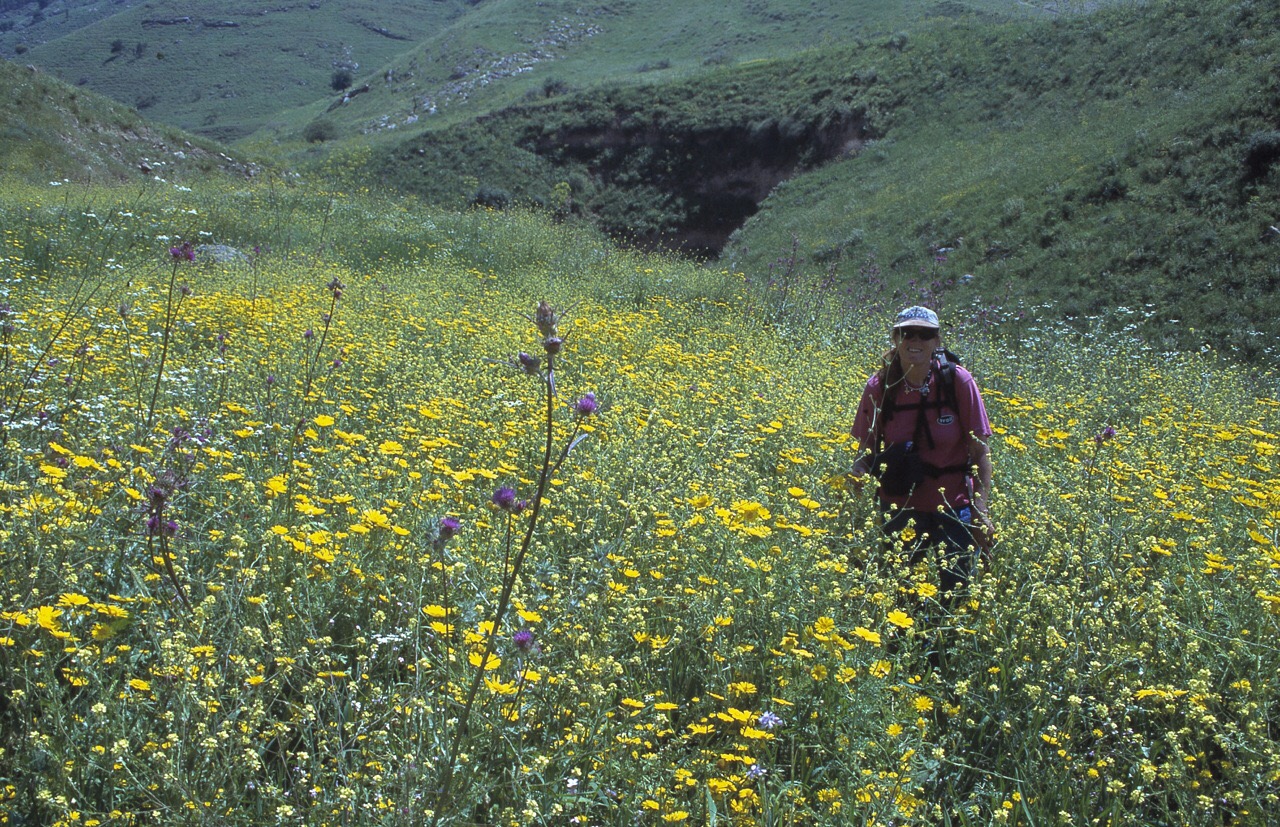 Flowers along the Jordan Trail